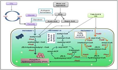 Insightful Advancement and Opportunities for Microbial Bioplastic Production